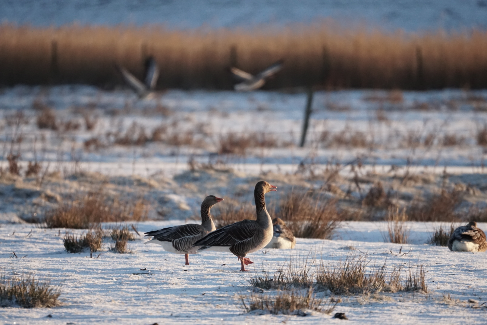 Gänse in Morgensonne