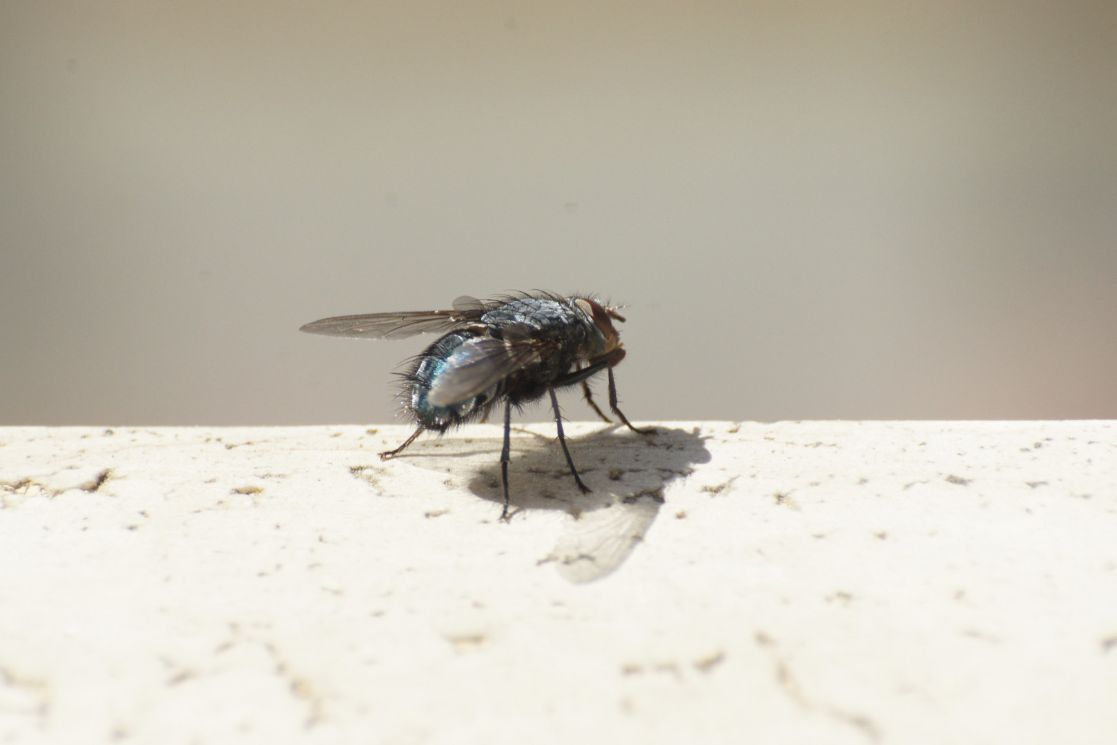 Fliege