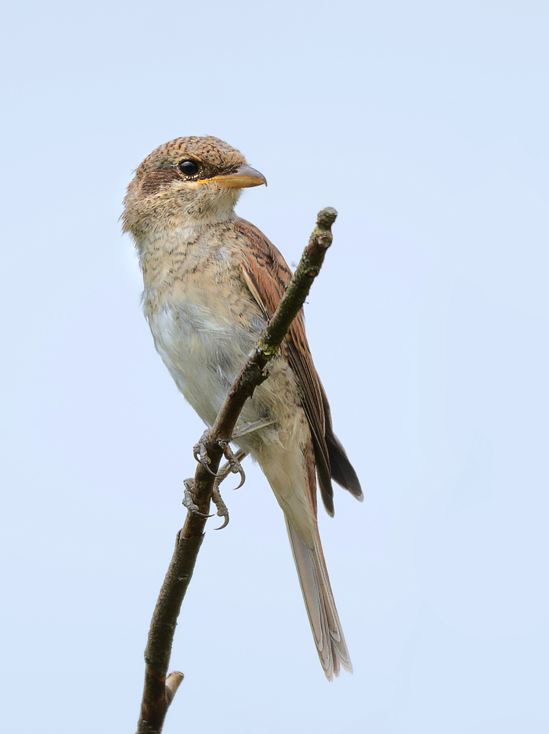 Neuntöter (juvenil)