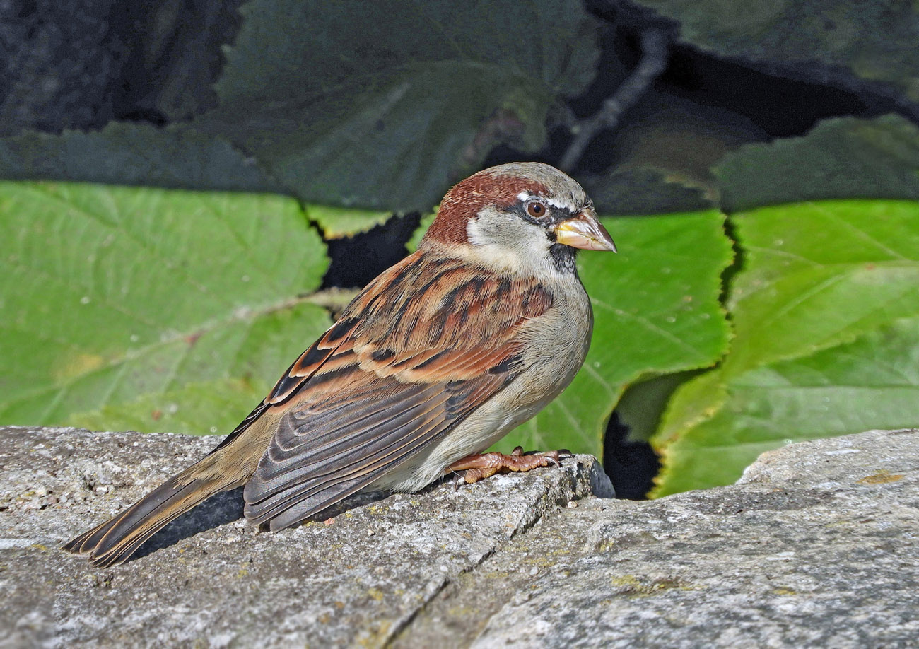 Farben des Haussperlings