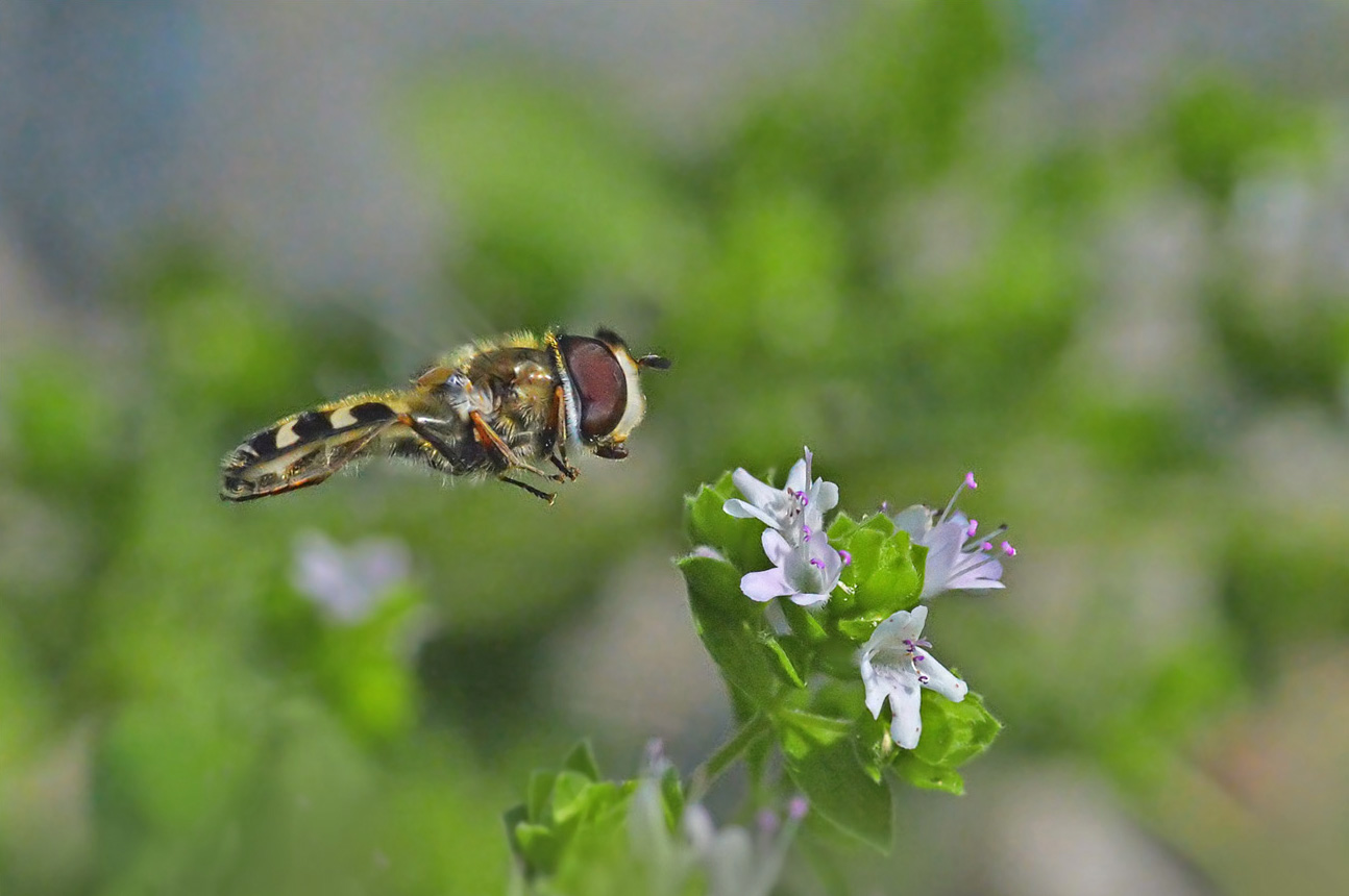 Landeanflug