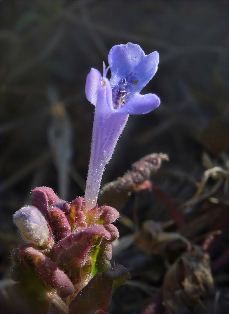 Ein blauer Zwerg