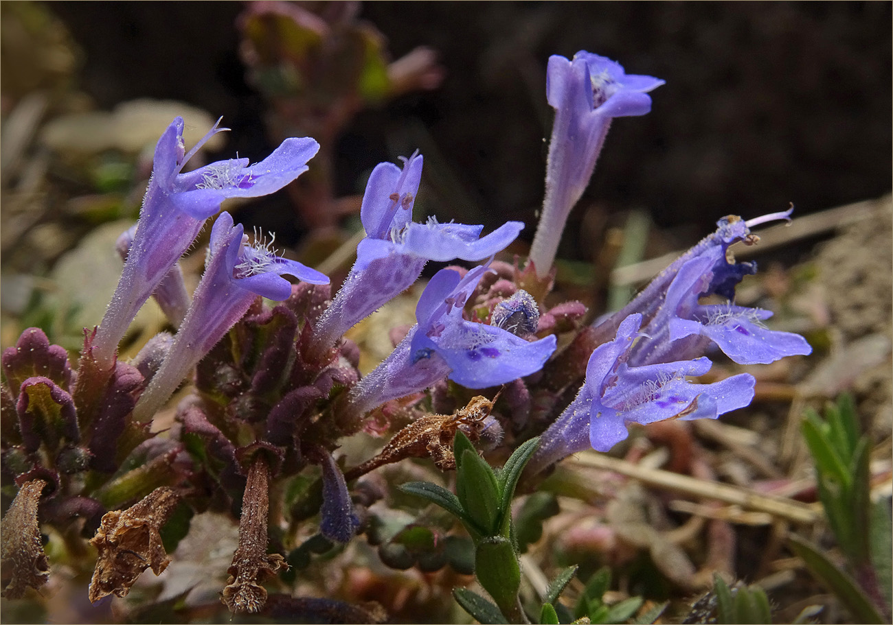 Blaue Zwerge