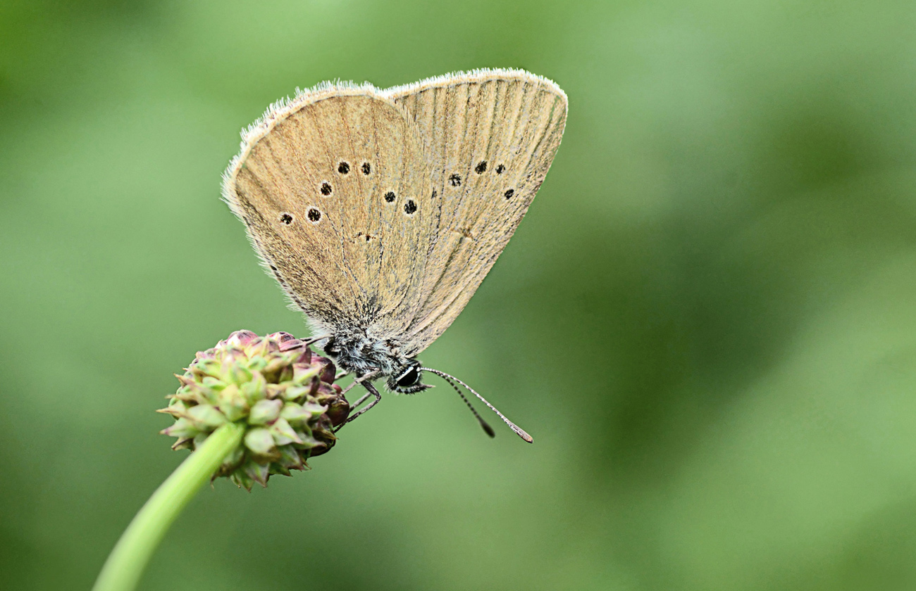 Wiesenknopf-Ameisenbläuling