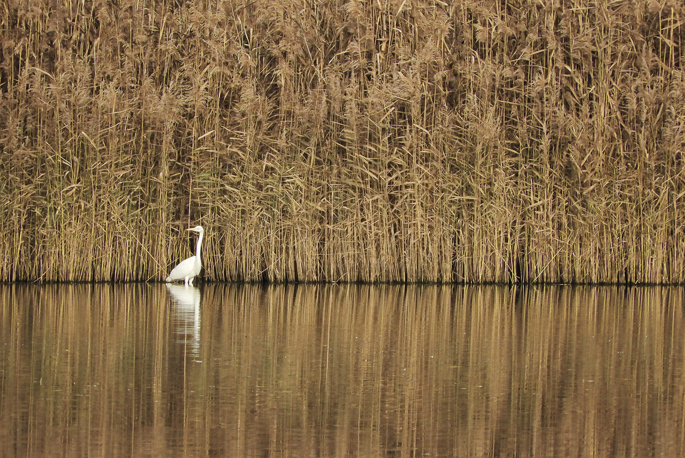 Der Silberreiher...