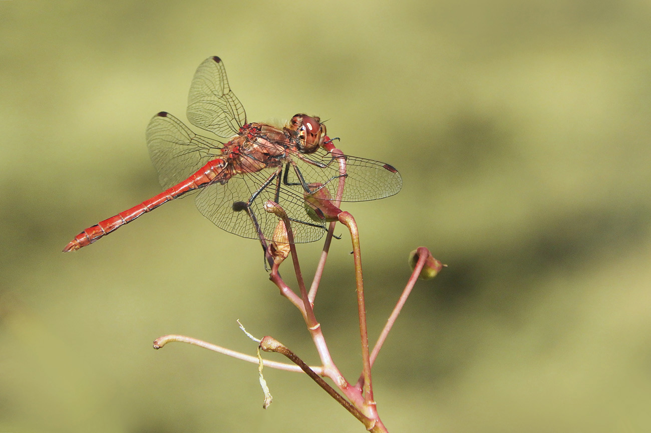 Rote Heidelibelle