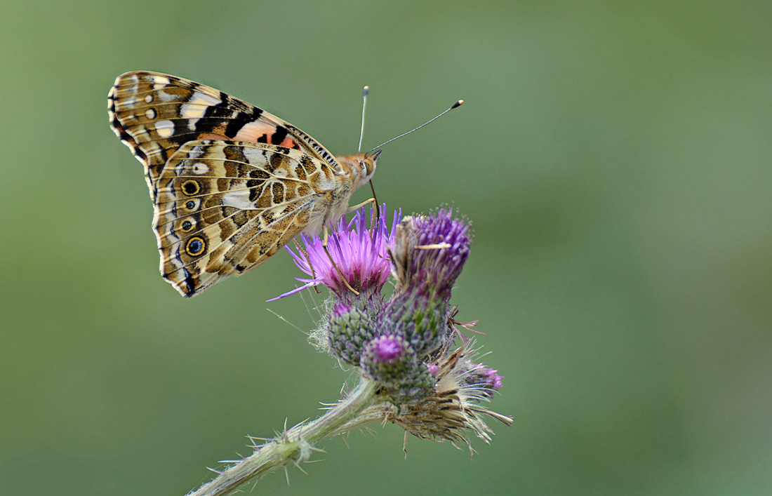 Erinnerung an den Sommer