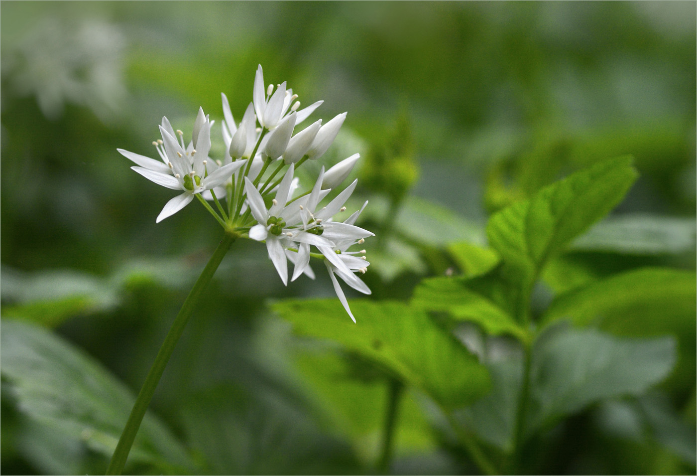 Bärlauchblüten