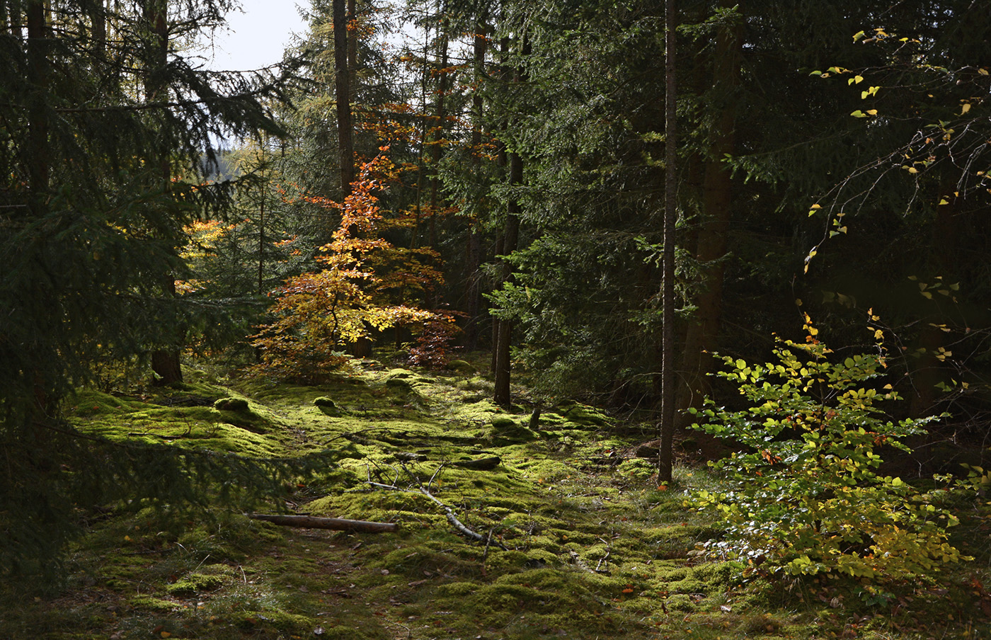 Herbst im Schwarzatal