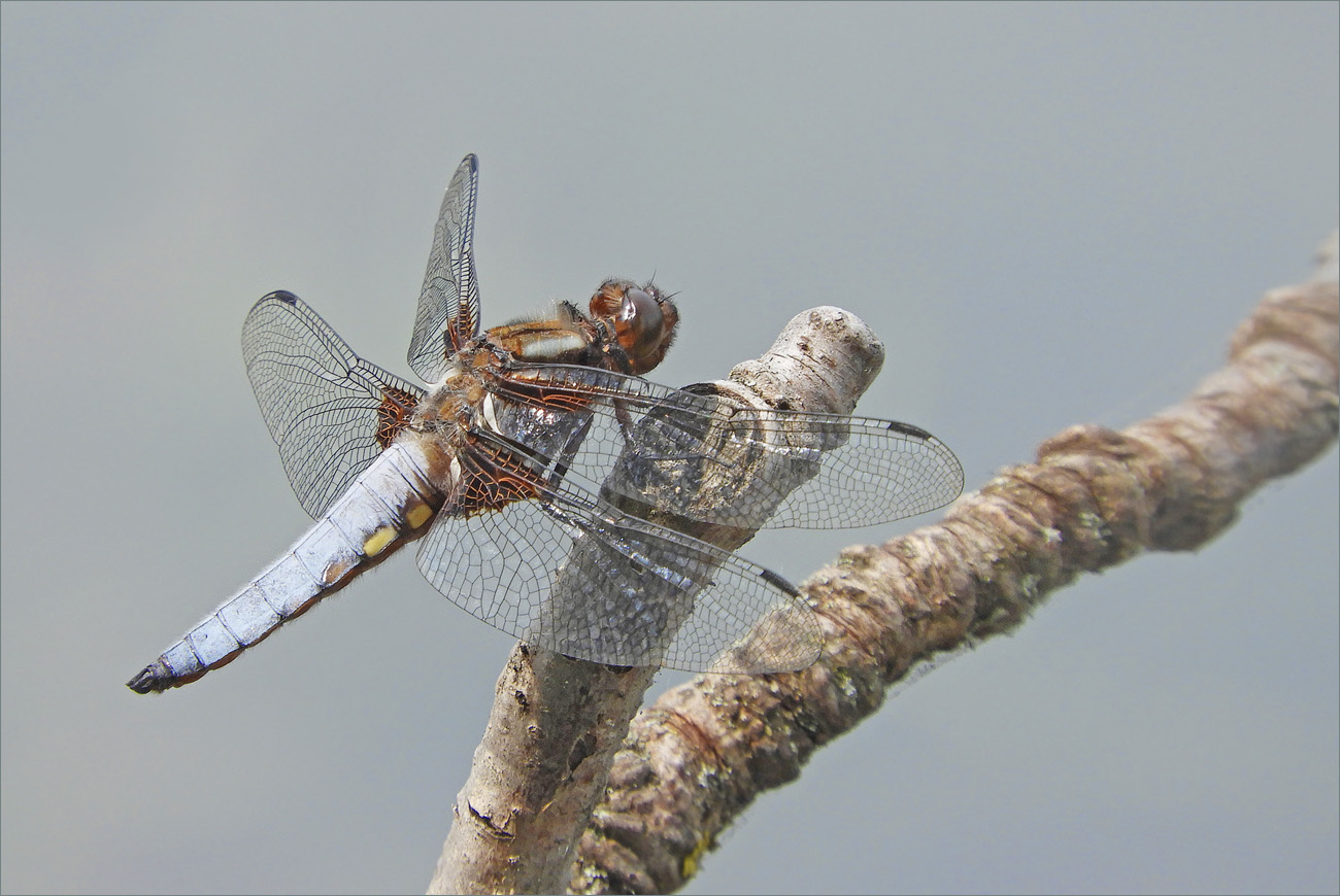 PLATTBAUCHLIBELLE Männchen