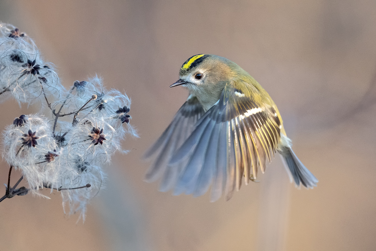 Guten Flug (Rutsch)