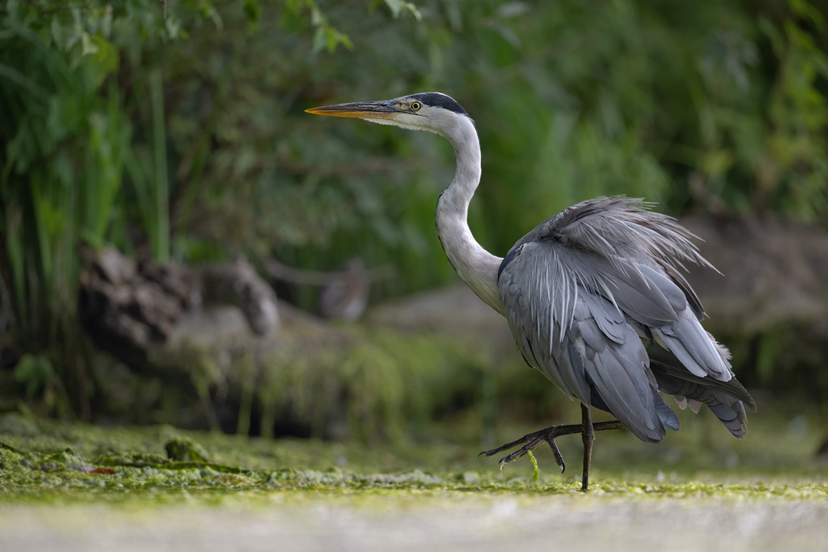 Schreitvogel