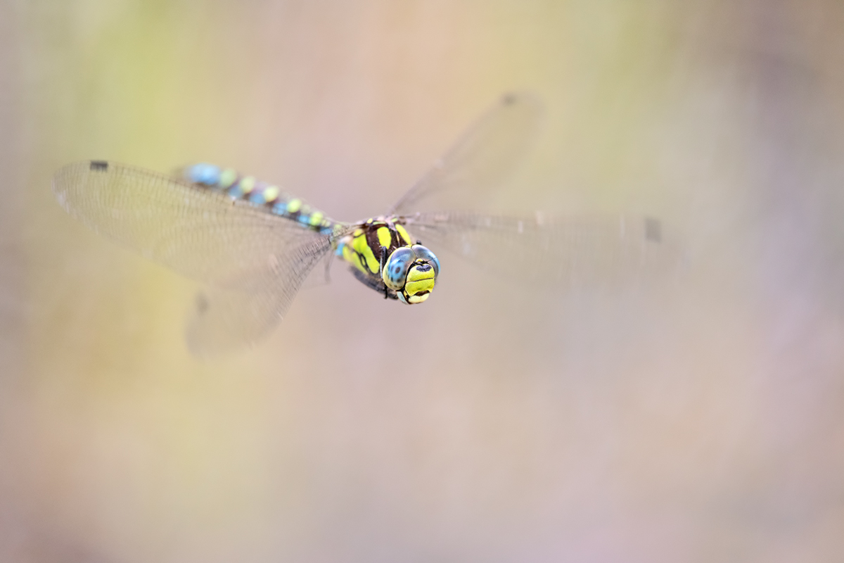 Dragonfly