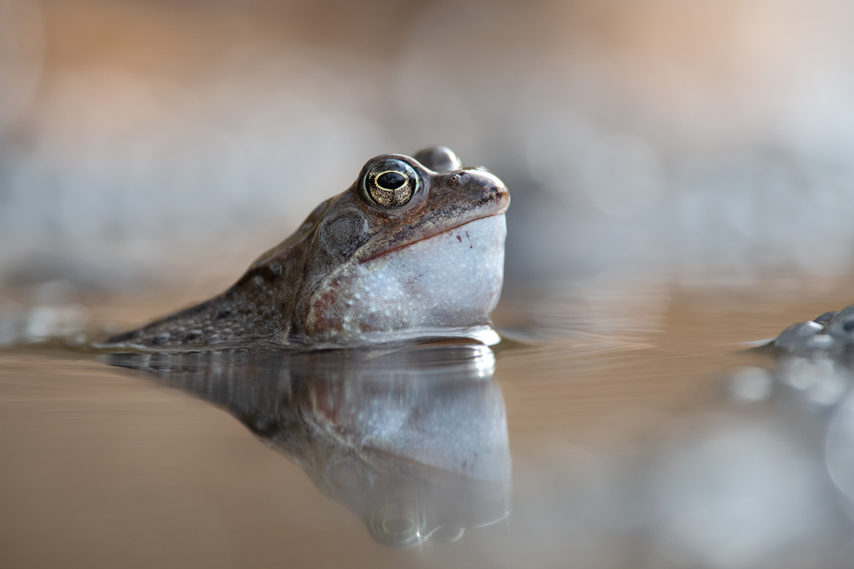 Junger kräftiger Froschmann sucht...