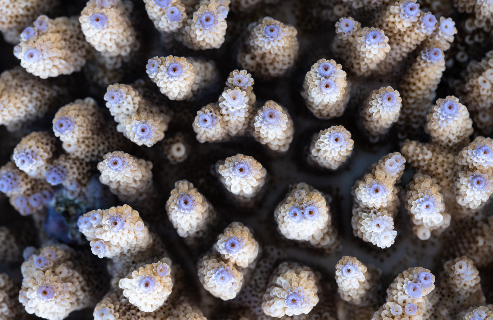 ____Acropora Nasuta________