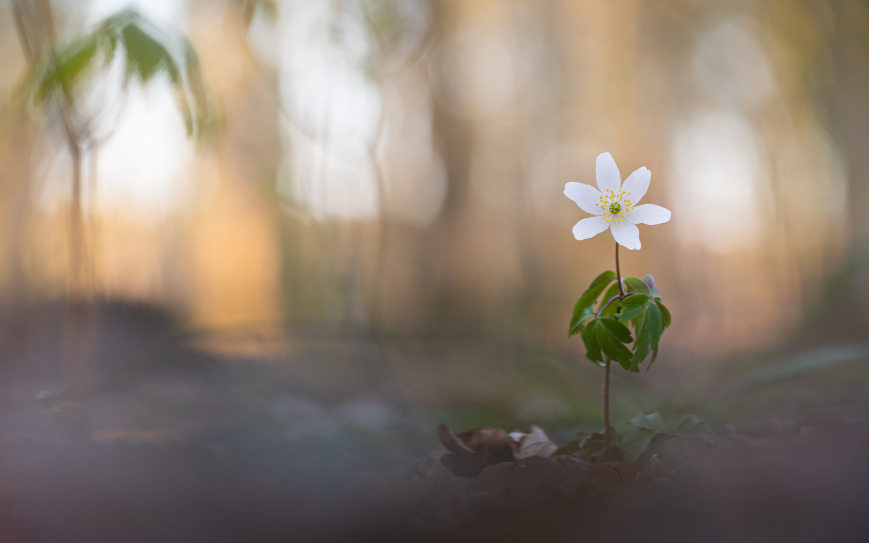 ___Im Wald________