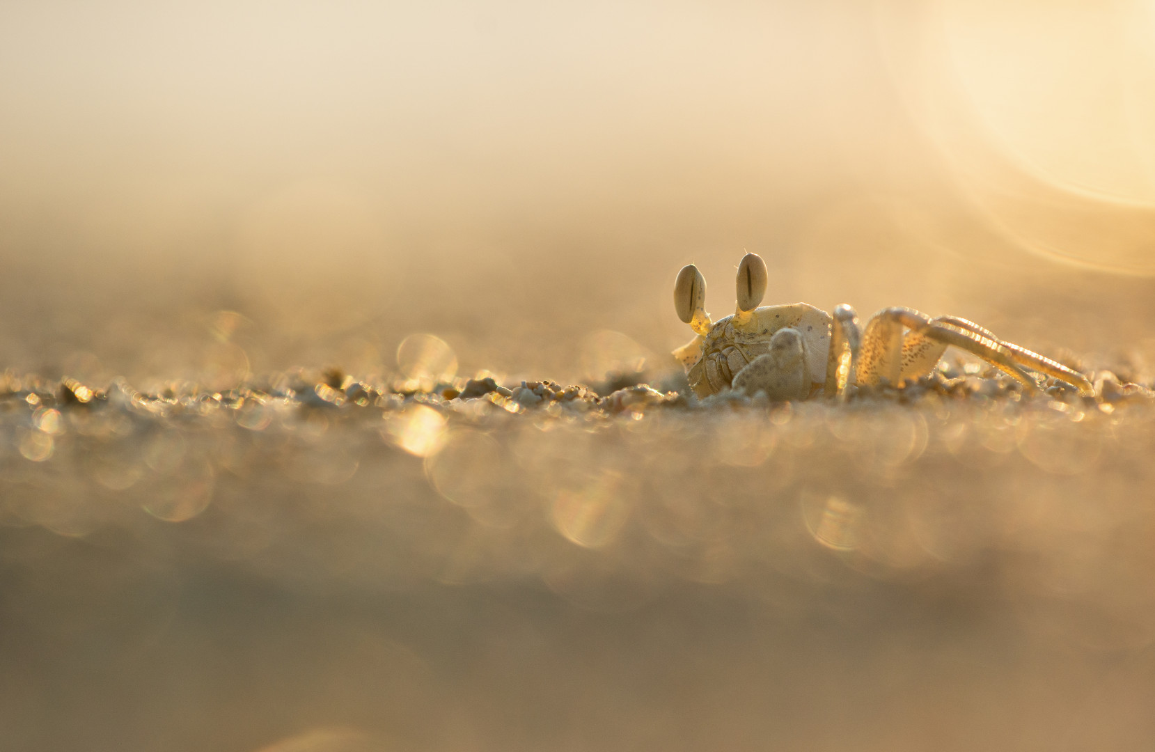 ____Geisterkrabbe im Morgenlicht_________