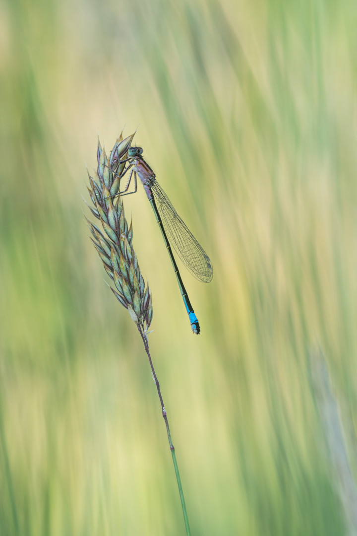 ____große Pechlibelle________