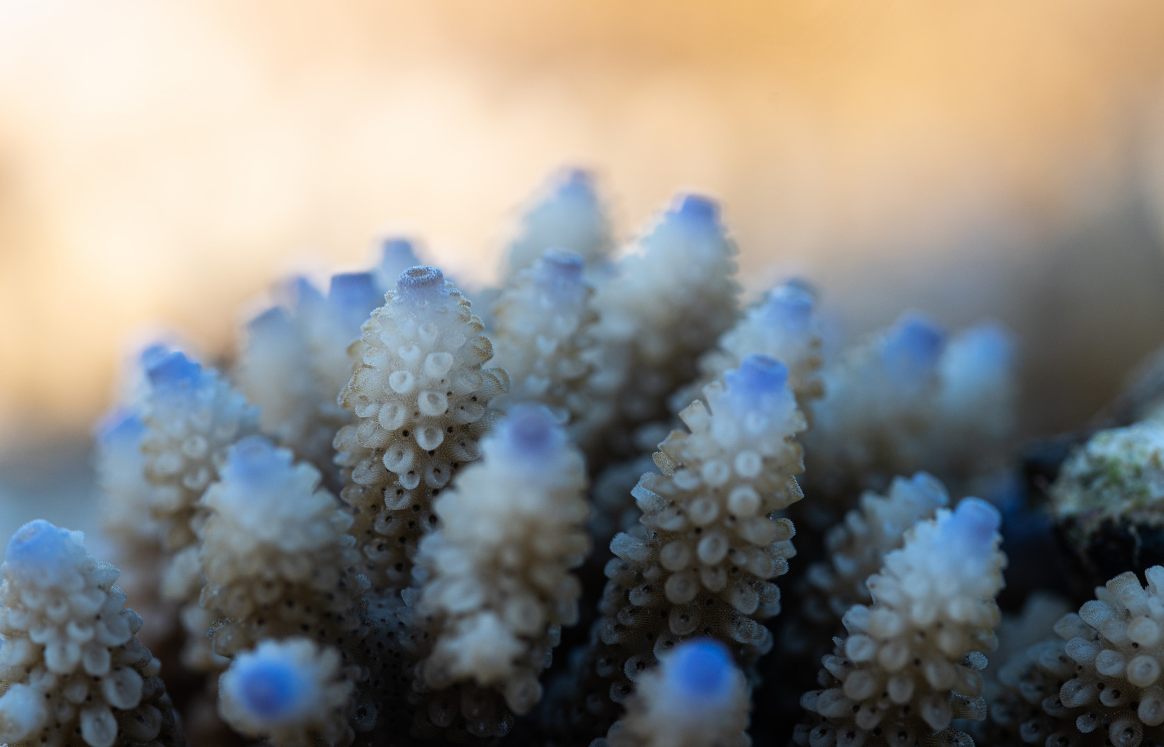 ____acropora nasuta II________