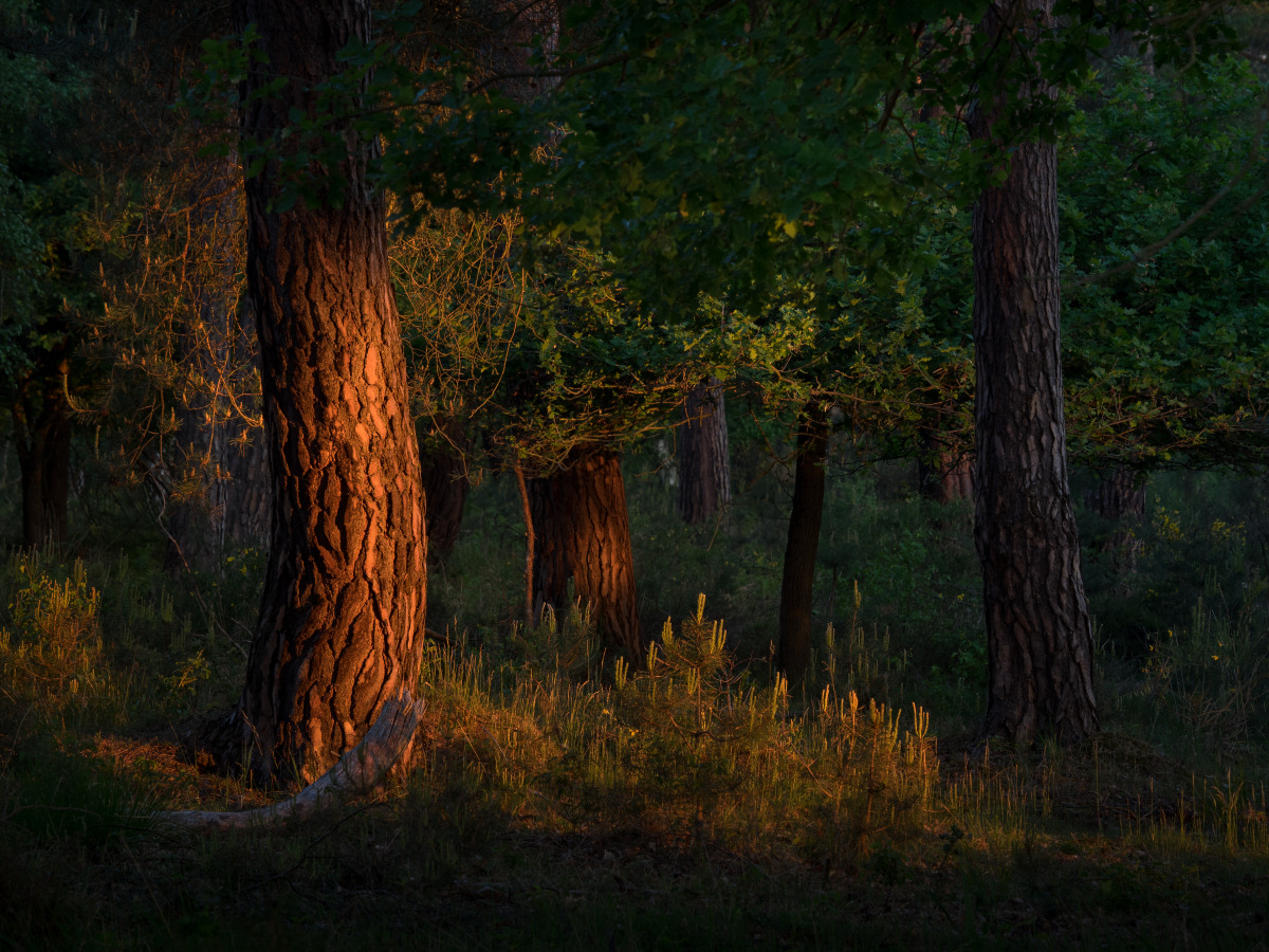 Kiefernwald im sonnenaufganglichsten Sonnenaufgangslicht