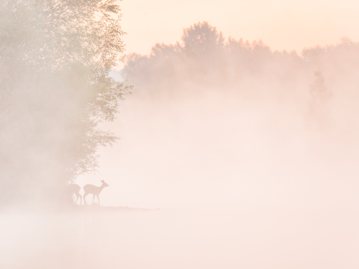 Rehe am Seeufer bei Sonnenaufgang im Nebel