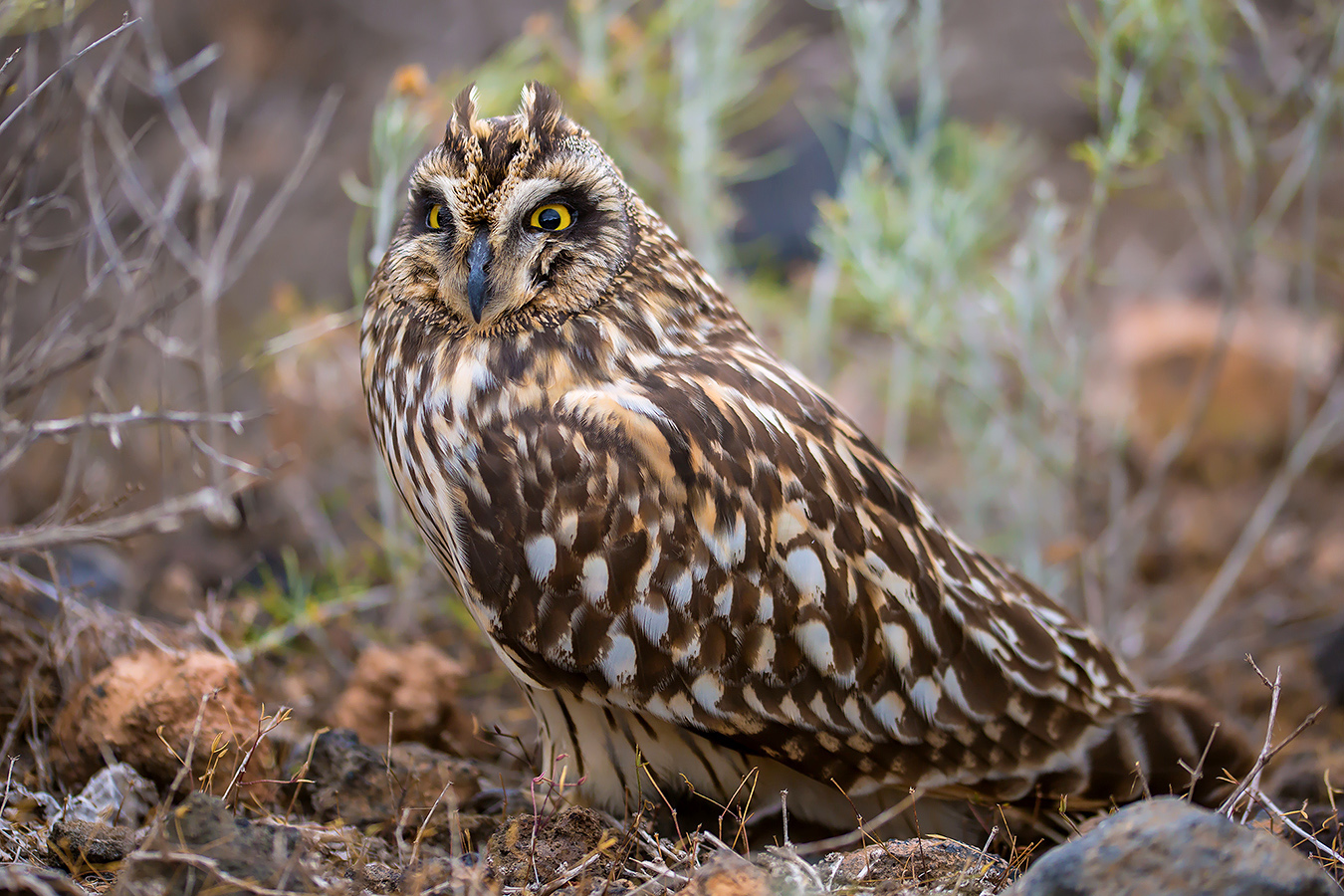 Sumpfohreule (Asio flammeus)