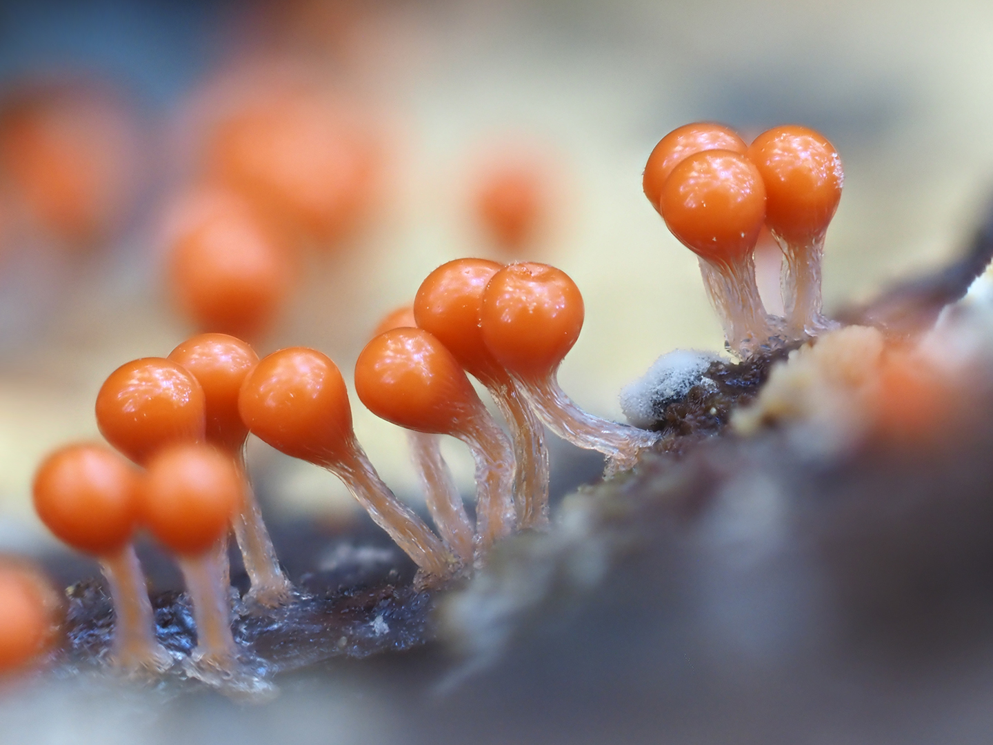 Myxomycetes, Schleimpilze