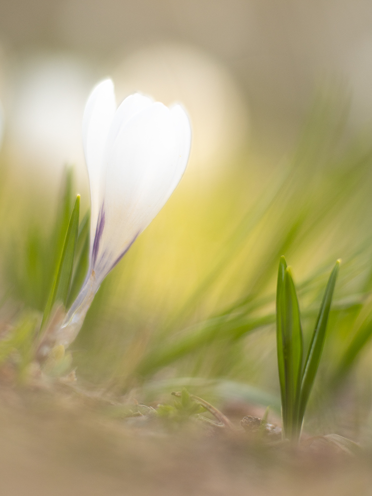 Crocus albiflorus