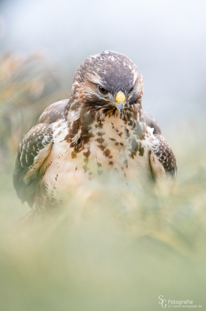 Mäusebussard