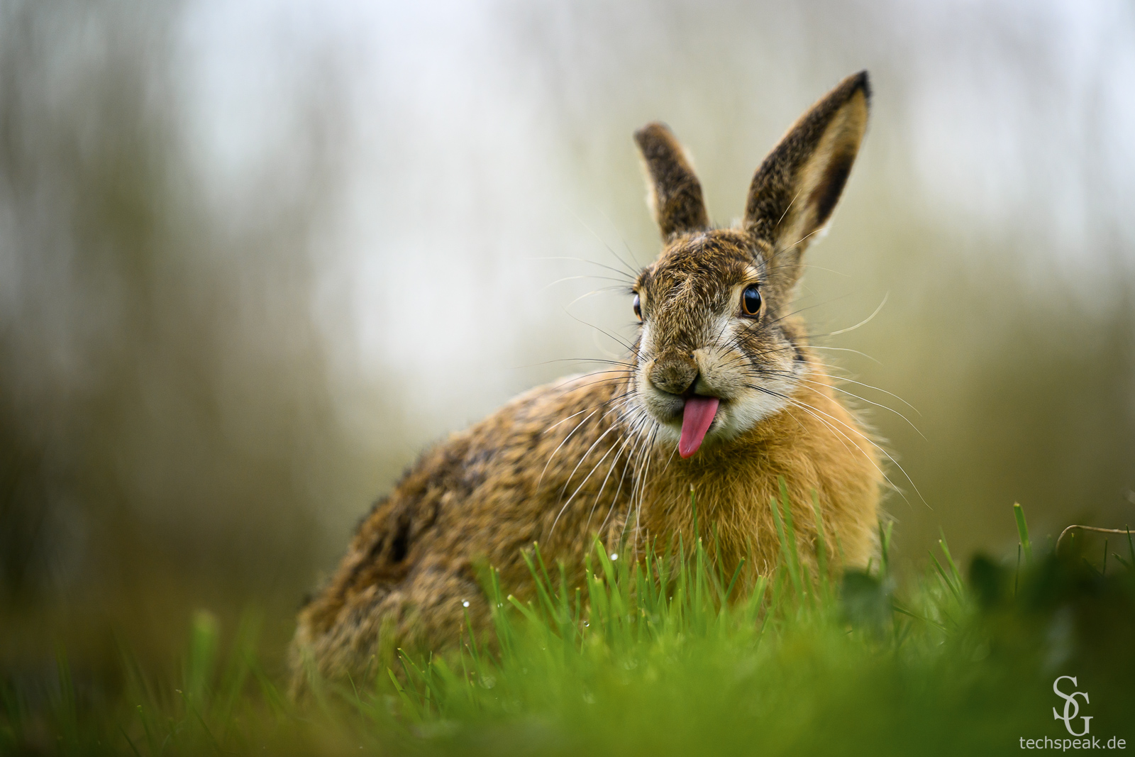 Ostern ist vorbei - kein Bock mehr!...