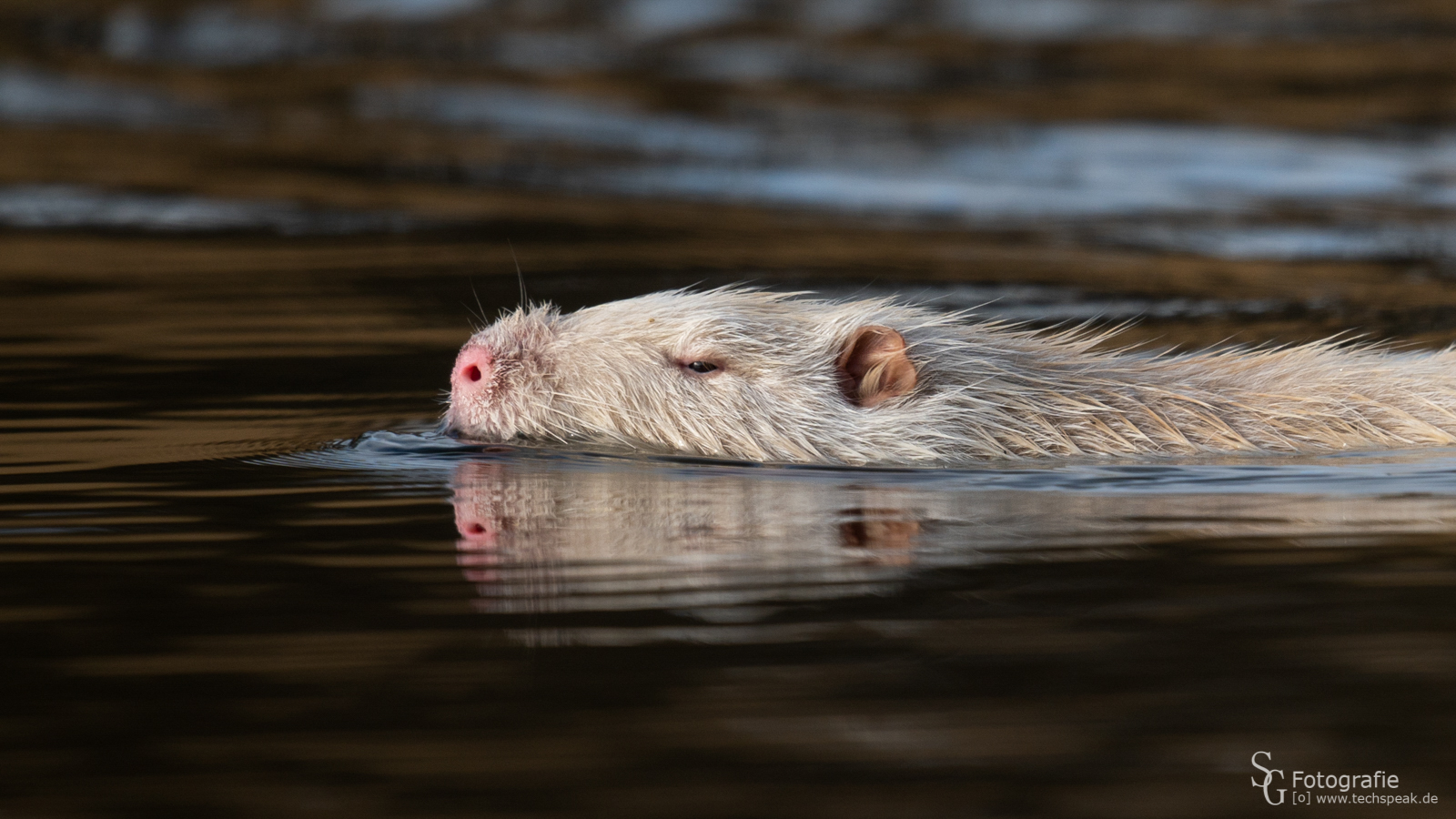 Weißer / heller Nutria in Schleswig-Holstein