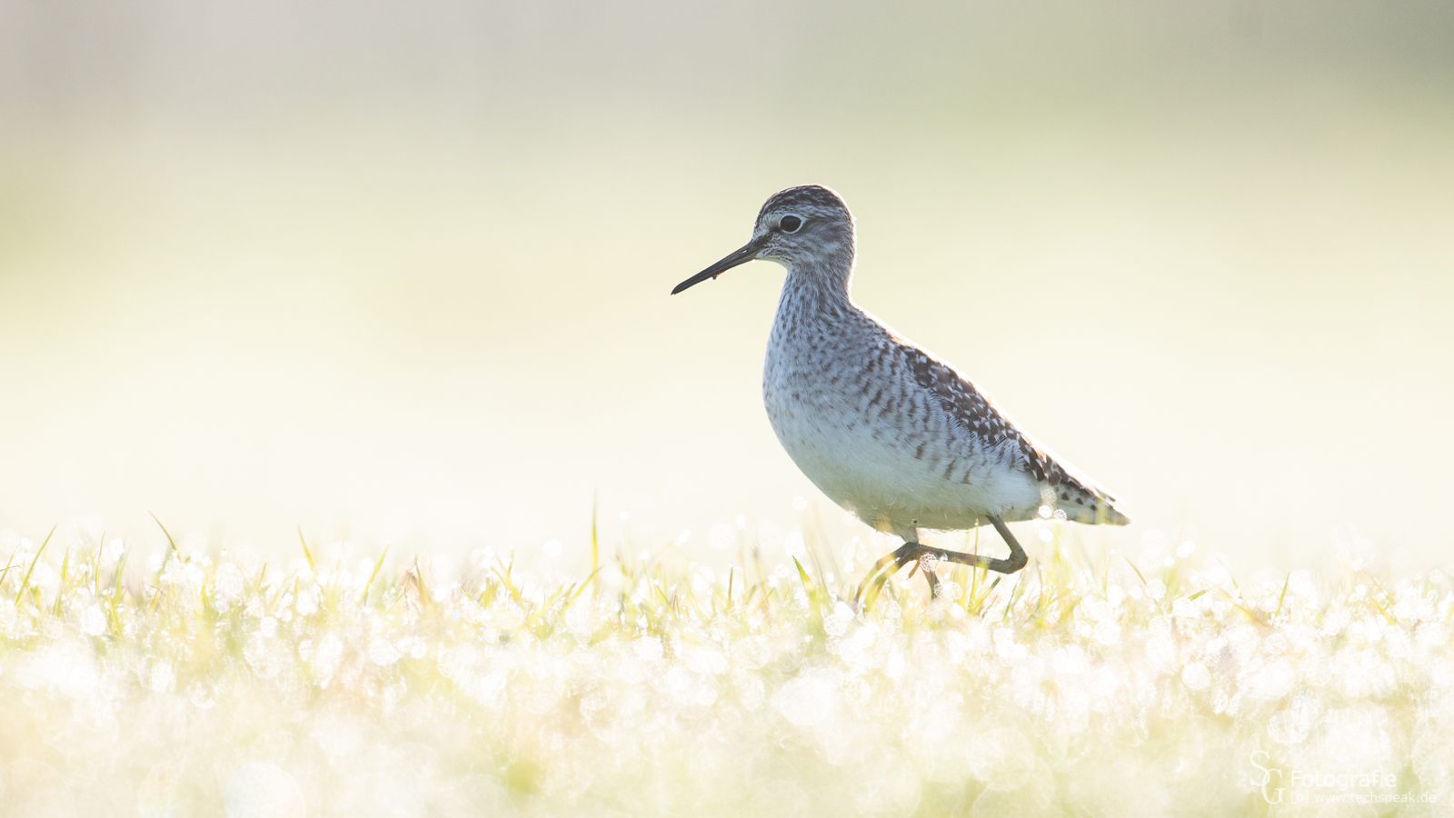 Bruchwasserläufer im Gegenlicht