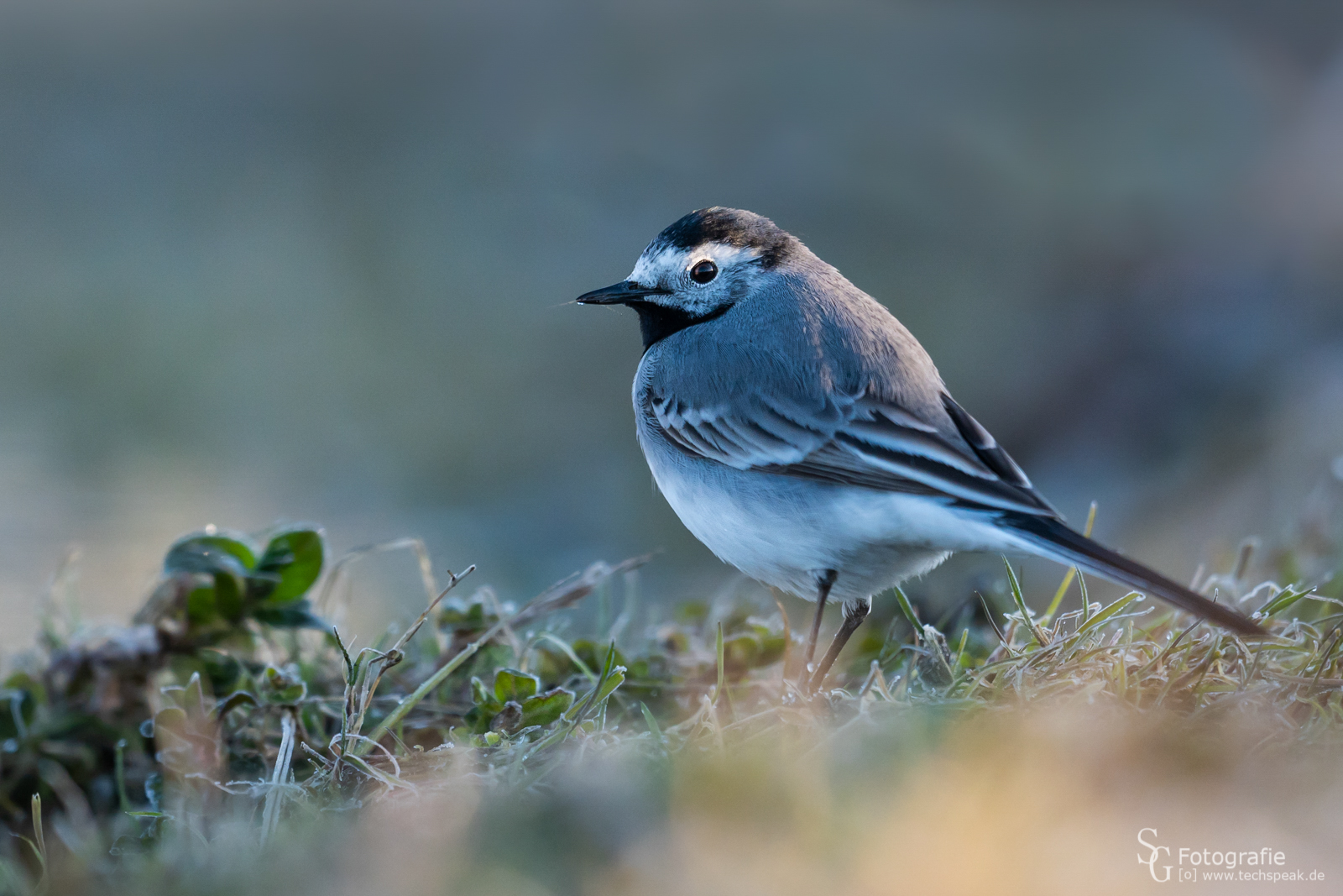 Bachstelze im Aprilwetter