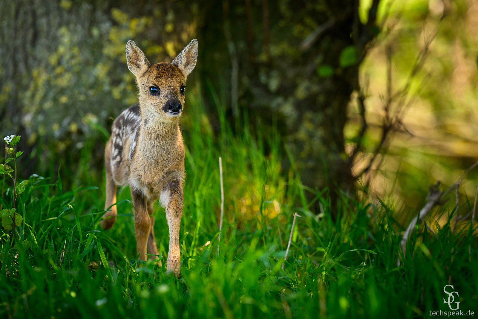 Rehkitz - Wildtierrettung