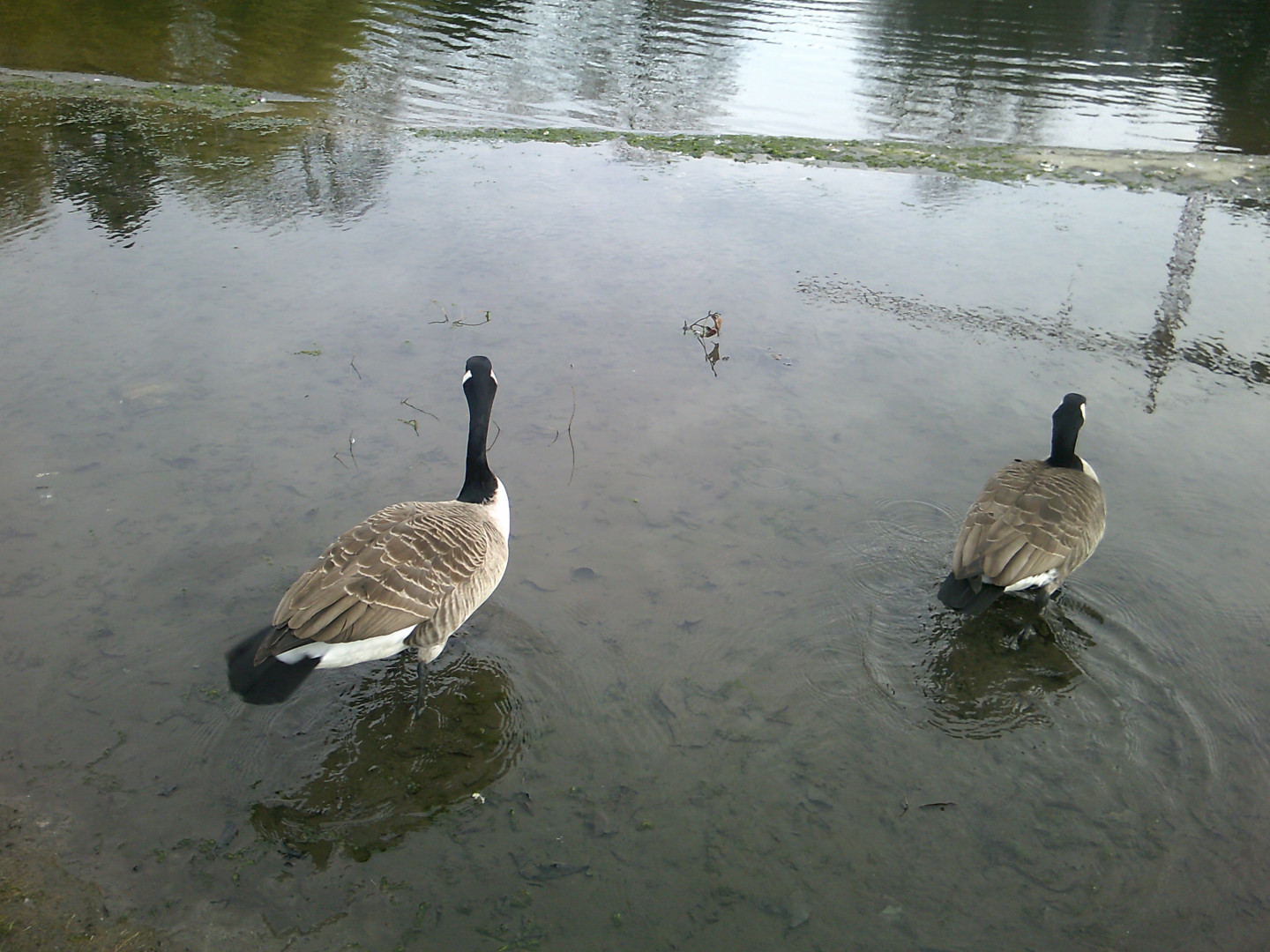 wildgaense in köln