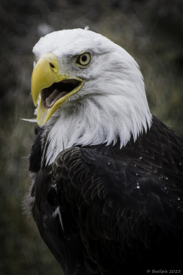 Weisskopfseeadler am Ufer des Medicine Lake