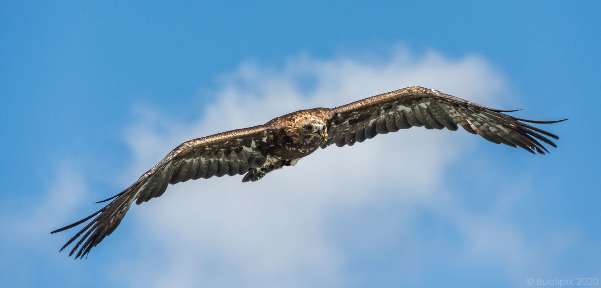 Rotmilan im Anflug (© Buelipix)