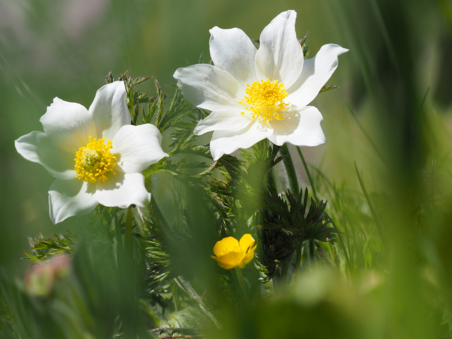 Alpenanemone oder Alpenküchenschelle