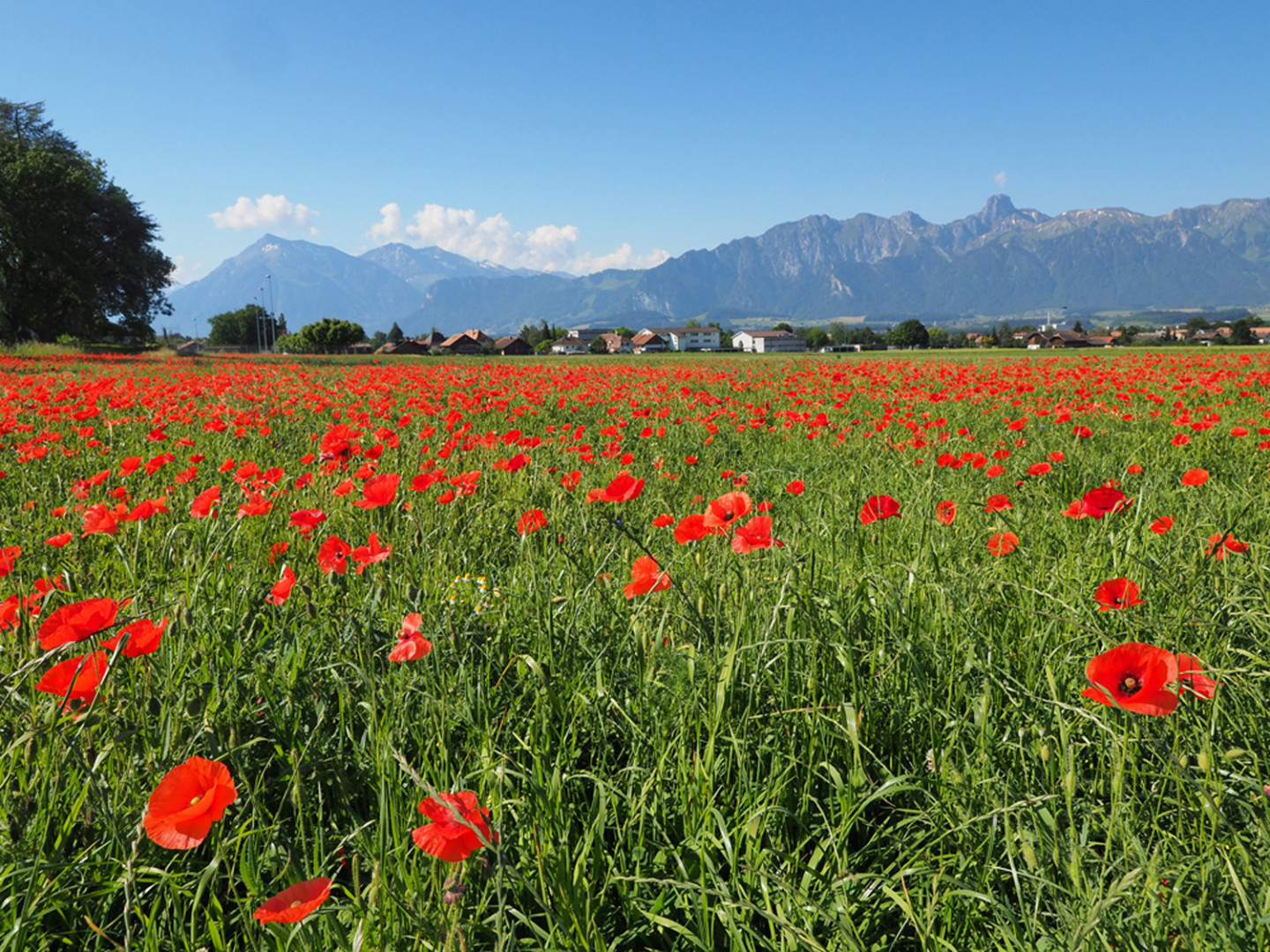 Mohn, Mohn, Mohn .....