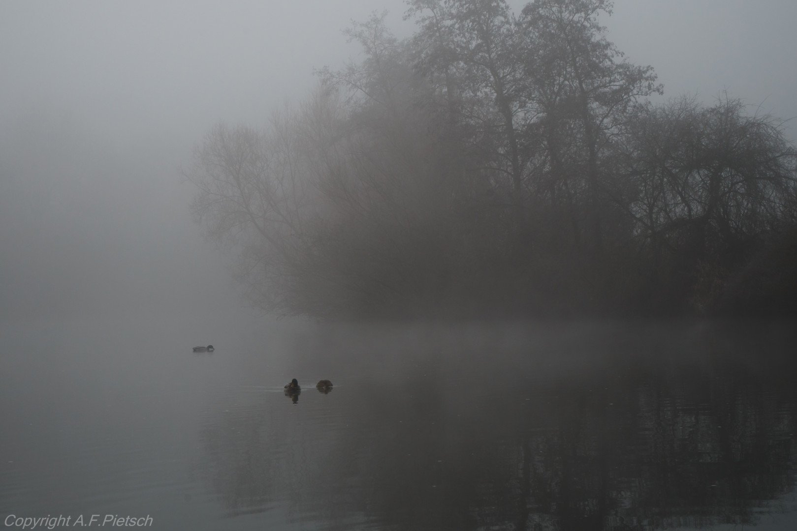 Nebel-Enten