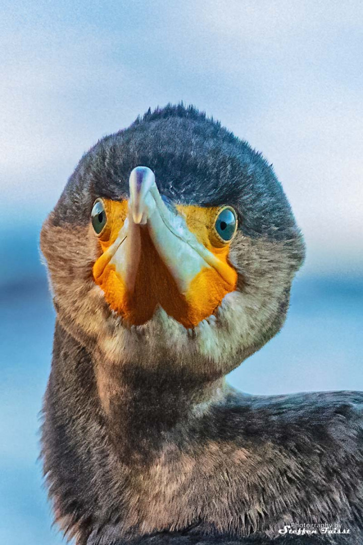 Kormoran