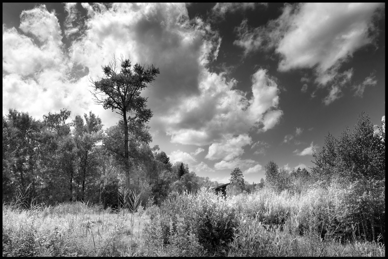Wildnis.