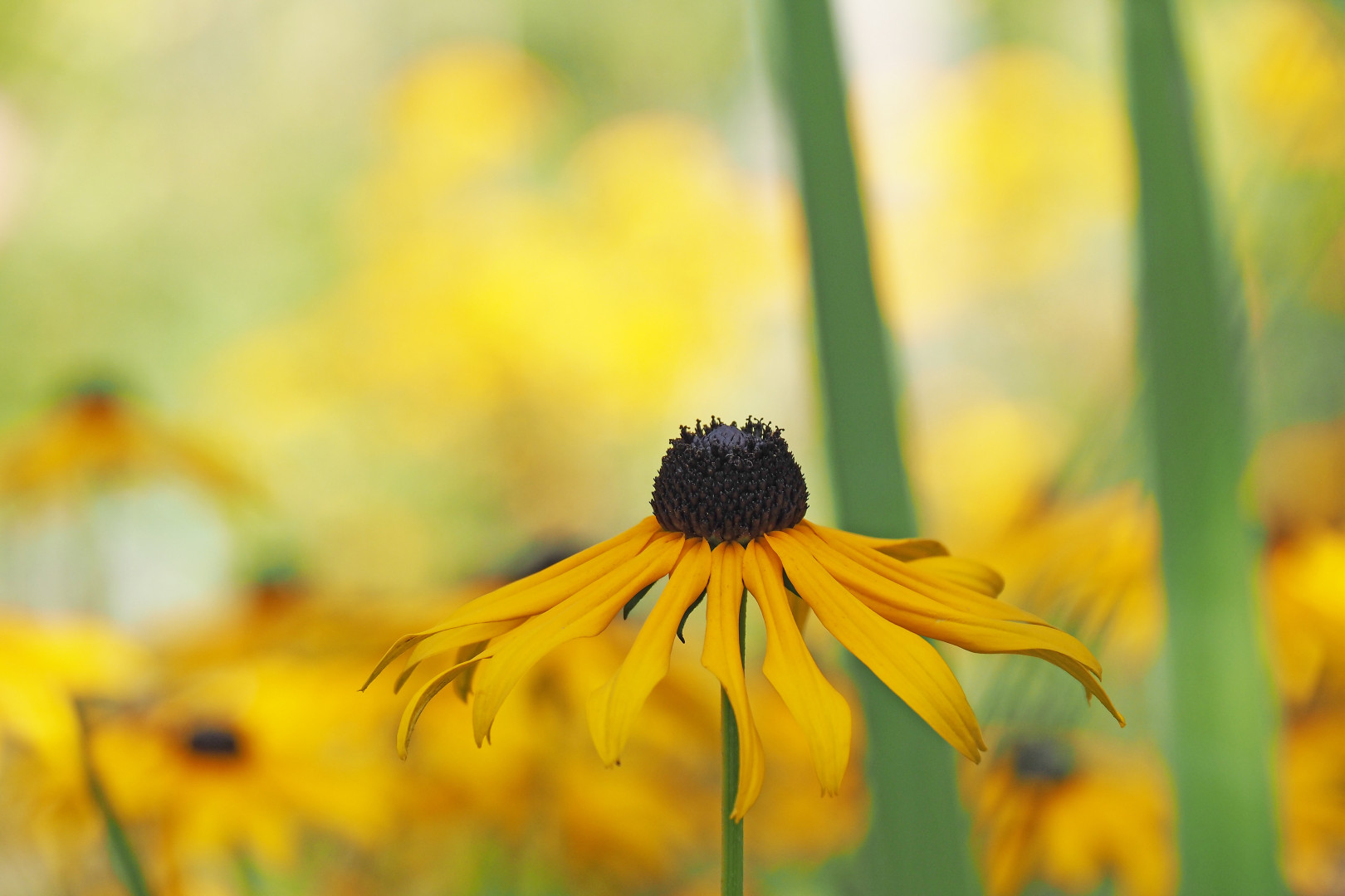 Gelb und Grün: eine Blüte.