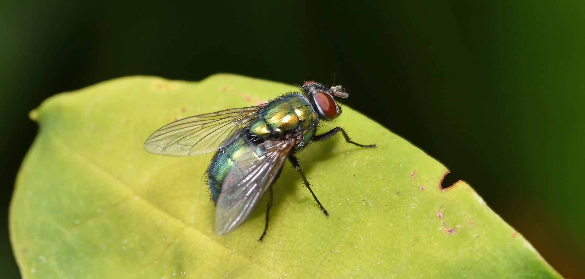 Blatt-Besetzung