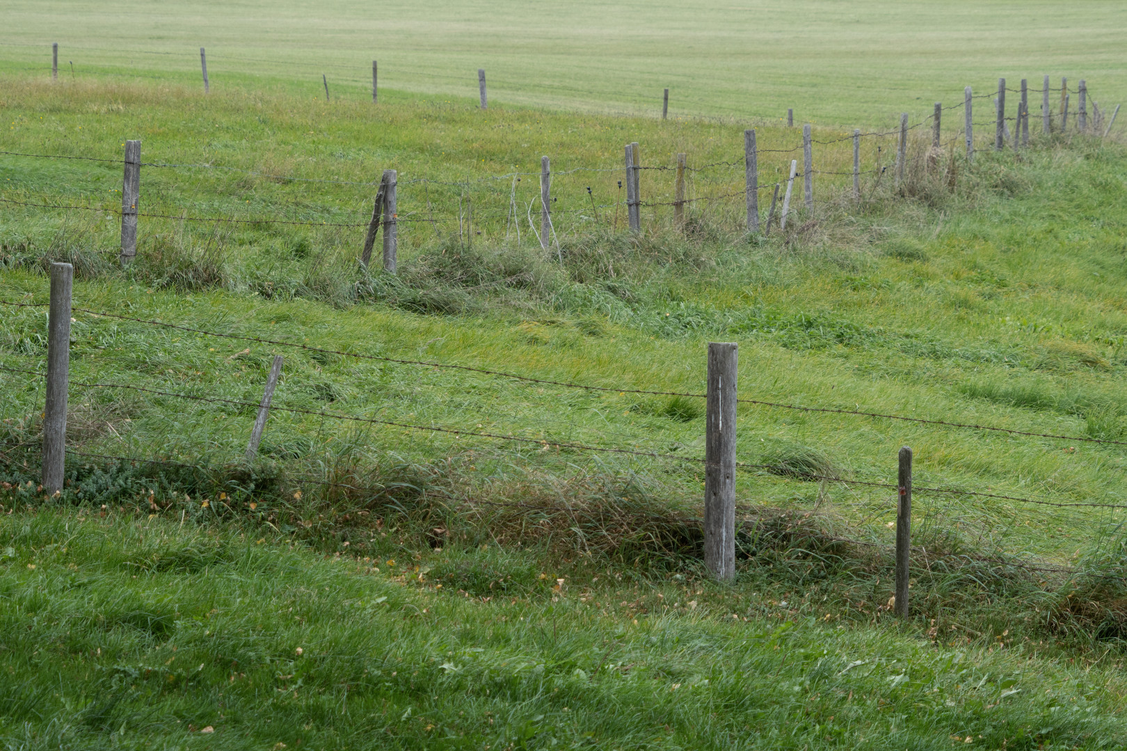 Eine Weidelandschaft im Allgäu.