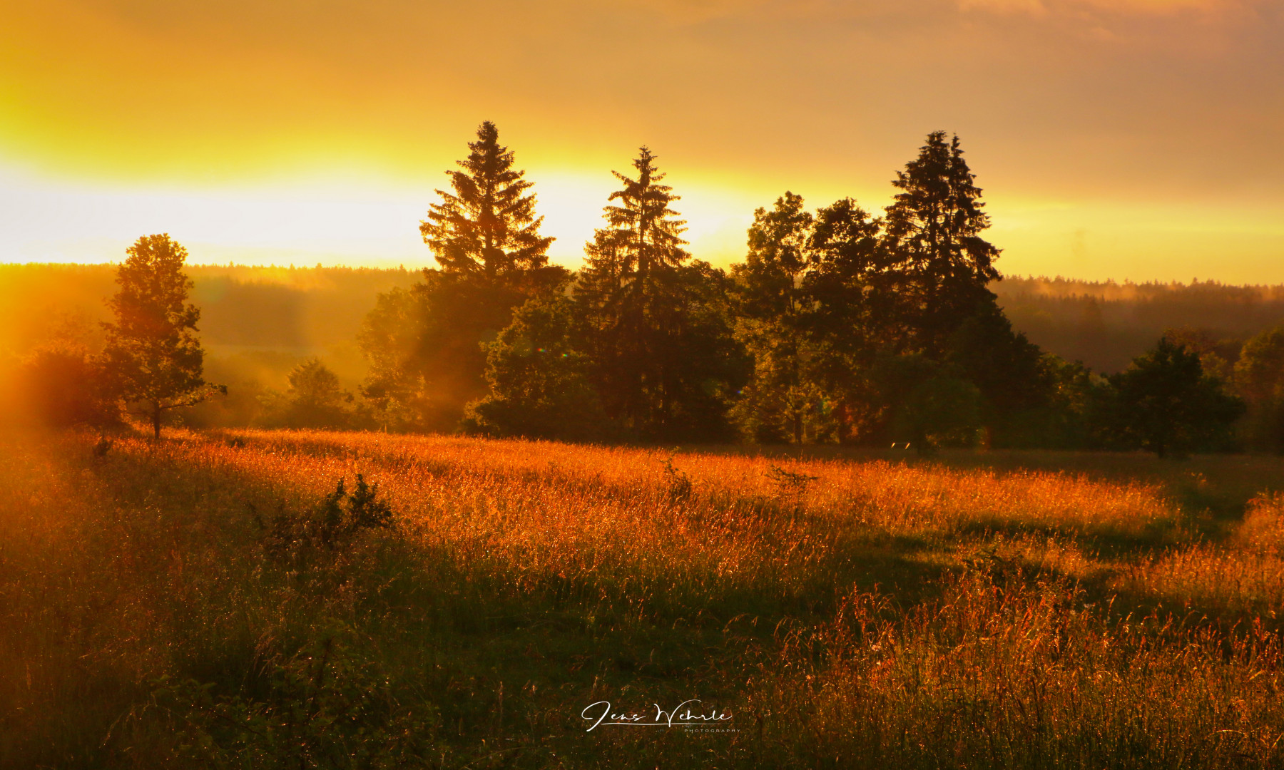 Abendstimmung auf der Wiese