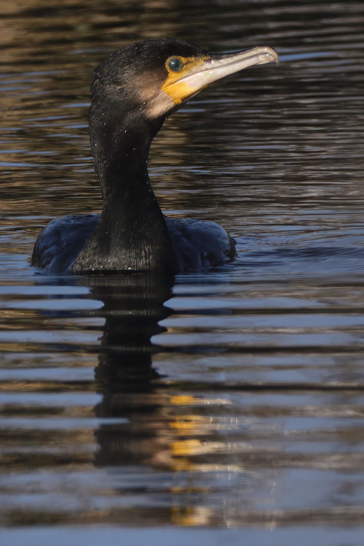 Kormoran