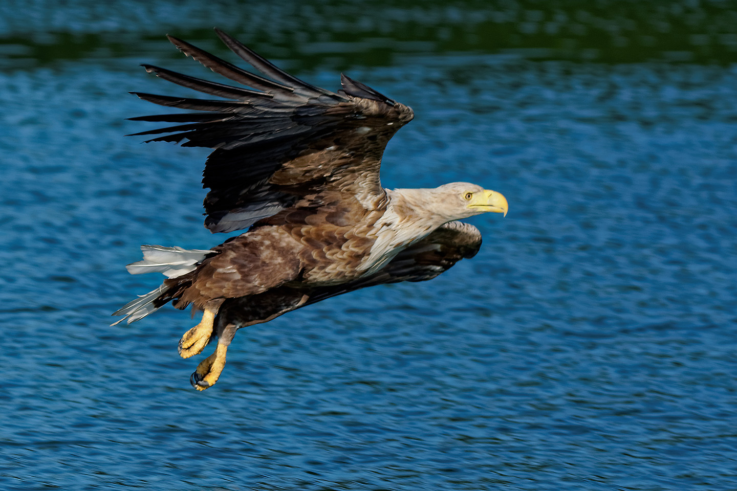 Seeadler