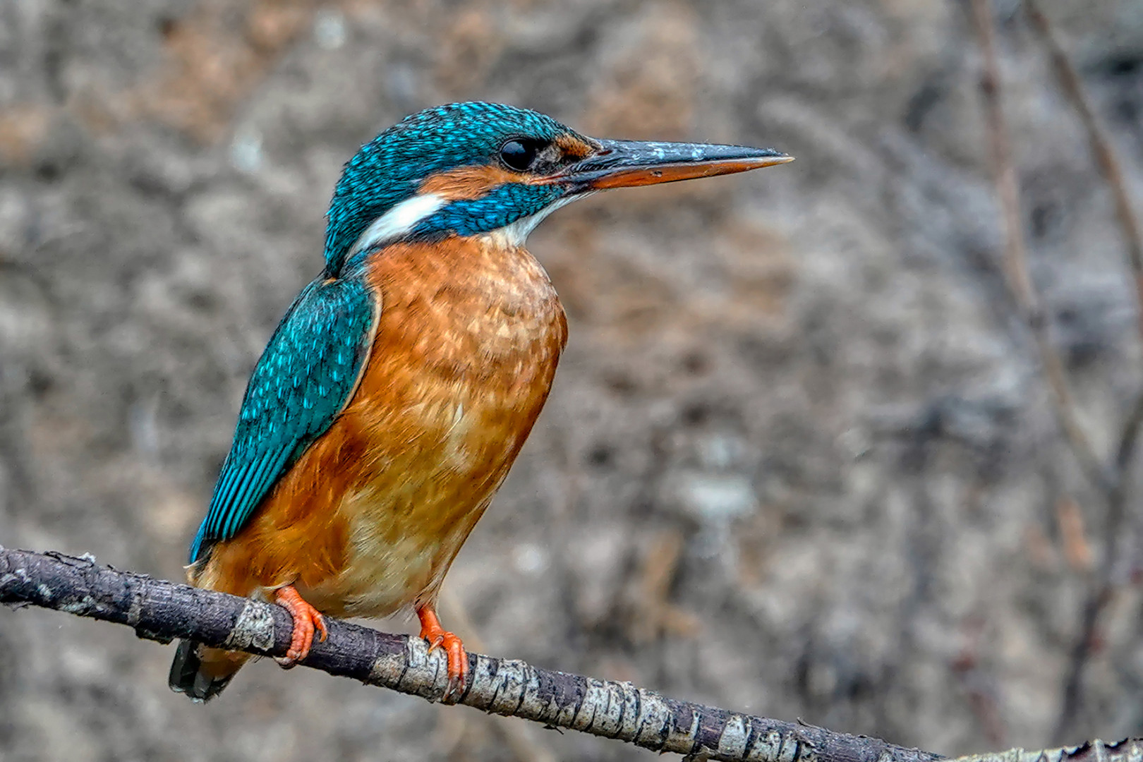 Eisvogel (Weibchen)