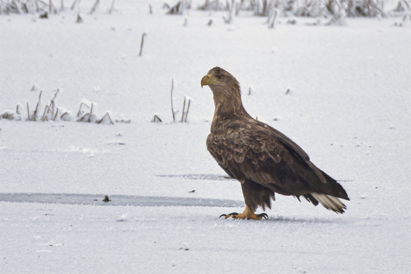 Seeadler